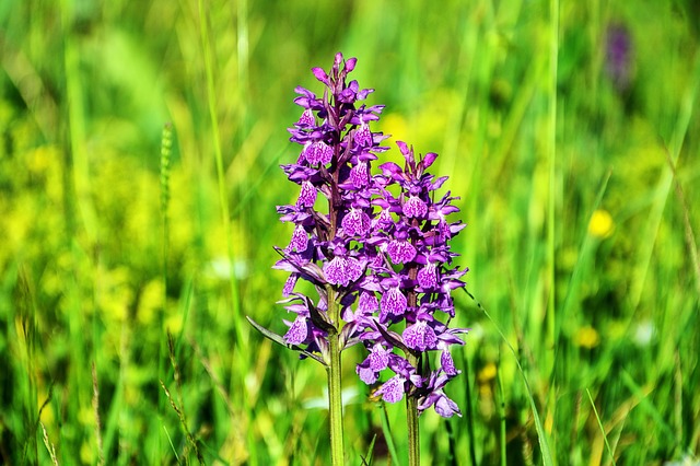 orchidej ČR